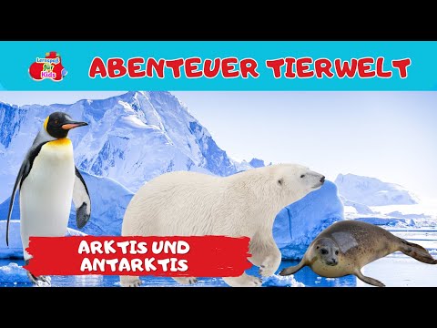 Abenteuer Tierwelt | Arktis und Antarktis | Tiere lernen für Kinder und Kleinkinder