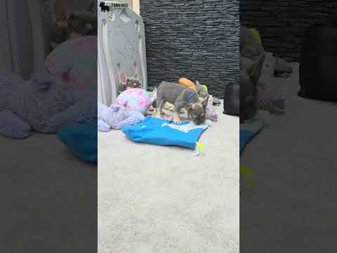 Video 3