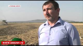 Агрохолдинг «Шовда» обеспечивает регион кукурузой