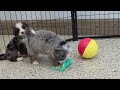 Mini Bernedoodle dogs for sale: Kodiak - Video 1