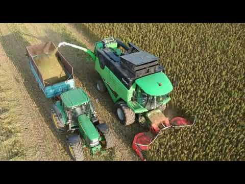 Hanf Ernte mit CBD Gewinnung / Deutz Fahr Drescher LU Karl Krumm / Hemp harvest