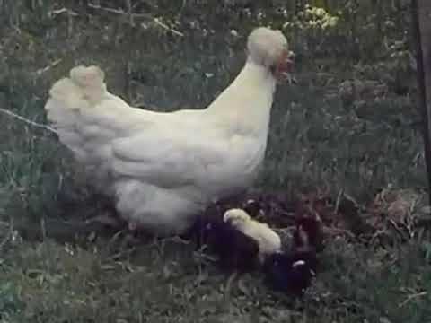 Јаје, квочка и пилићи