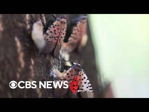 Spotted lanternflies expected to return earlier this year, officials ...