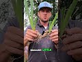 Easy Steps to Divide Irises Like a Pro