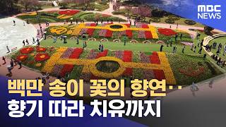 백만 송이 꽃의 향연‥향기 따라 치유까지 (2026.04.27/뉴스투데이/MBC)