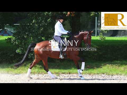 SOLD!! Dressurpferd - 2012 Hannoveraner Stute von Spörcken, Stm. ca. 1,72, Dressurpferde A/L - Sunny