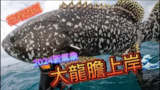 【海野人 Spearfishing 】野生巨大龍膽 澎湖出水 #自由潛水 #漁獵 #打魚 #夢幻魚 #石斑  #澎湖 #潛打 #趕海 #紅條 #龍膽 #紅條 #土魠魚 #石鯛 #花尾龍躉 #龍蝦