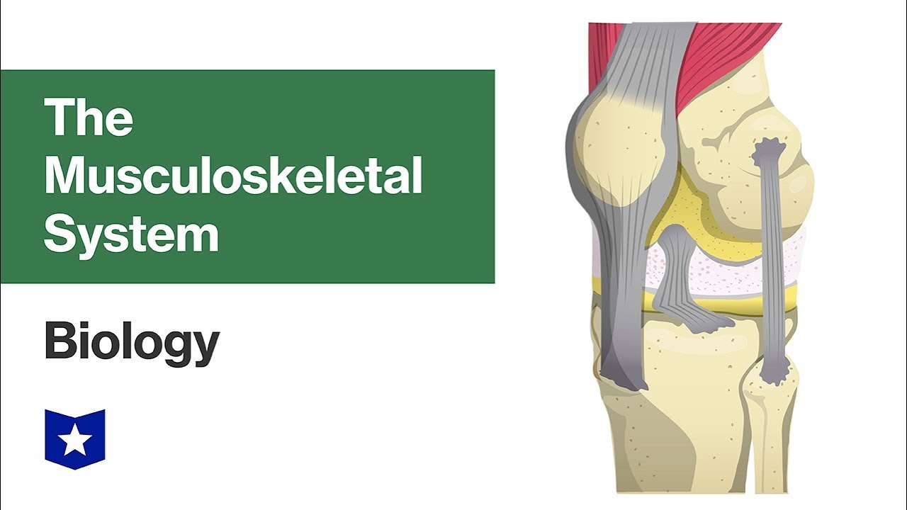 The Musculoskeletal System | Biology