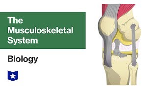 The Musculoskeletal System | Biology