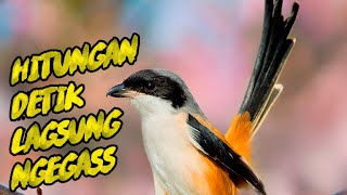 Download lagu CENDET STRESS MALAS PUN AKAN NYAUT APALAGI MASTERAN CENDET PASTI BAKAL NARUNG DIJAMIN mp3