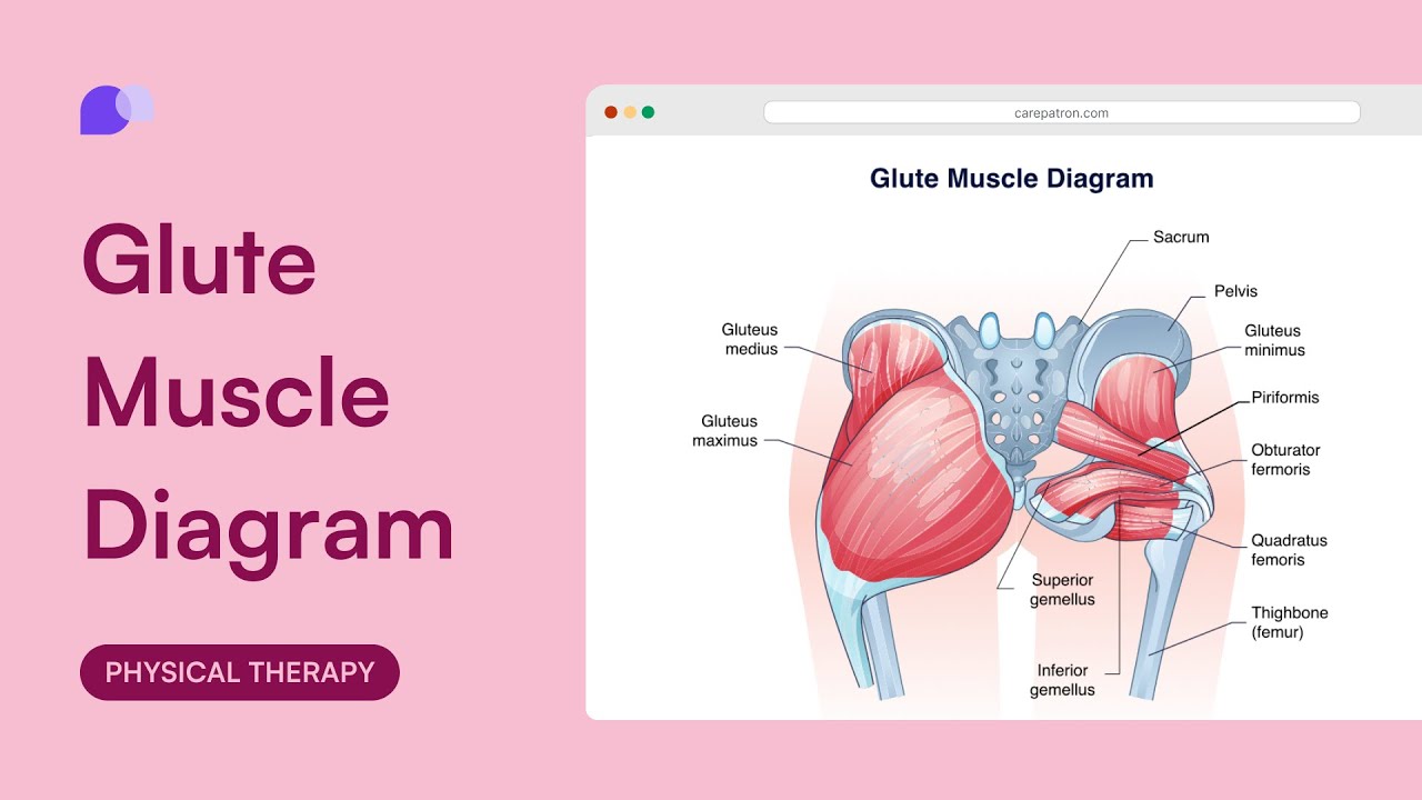 Glute Muscle Diagram