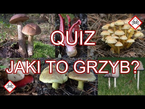 Quiz: polskie grzyby