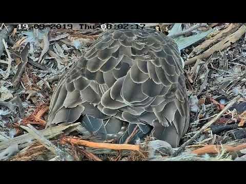 Ospreys in Port Lincoln South Australia - 2019.09.20