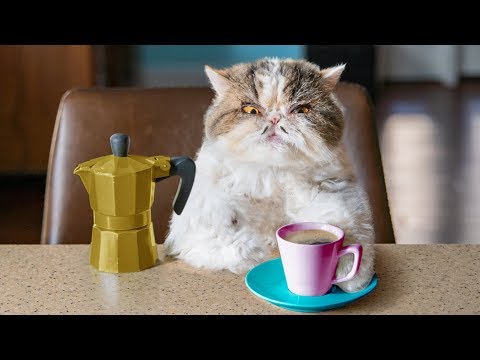 Catfinated- When Cats Drink Coffee