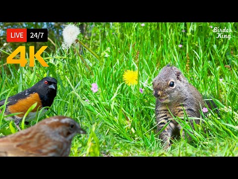 ???? 24/7 LIVE: Cat TV for Cats to Watch ???? Lovely Squirrels Birds 4K