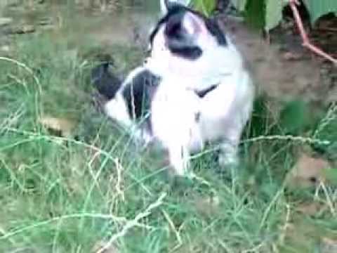 #Katze Sanny das erste Mal ohne Leine im Hof unterwegs - nur mehr mit Halsband ;-)