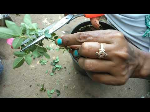 How to grow Rose from stem?(part- 1)