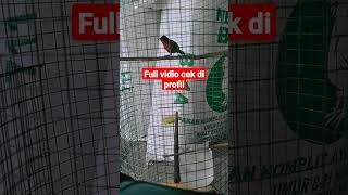 Download lagu pancingan sepah raja agar bunyi/malas bunyi #shorts #kolibri #kicaumania #burungkicau mp3