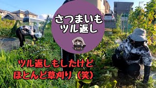 I mowed the grass and turned over the sweet potato vines again. [Mowing] [Sweet potato] [Turning ...