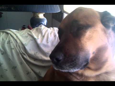 Buddy back home from Vet. He was very groggy. Poor little baby