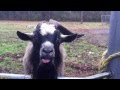 Mad Goat