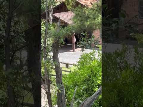 TAIO SANTA CATARINA #omelhorlugardaterra #automobile #mercadoagricola #plantas #suculentas