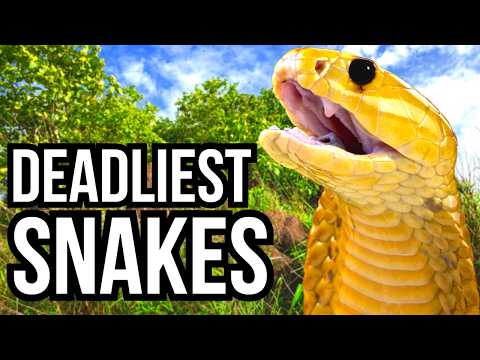 Ranking Each Of The 7 Continents By Their Deadliest Snake