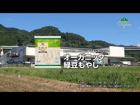 緑豆について詳しく解説