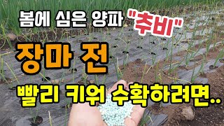 봄양파와 월동양파 비교 봄양파 첫추비 장마전 빨리 키워 수확하려면 이렇게해야~ 양파추비방법 양파비료 양파알크…