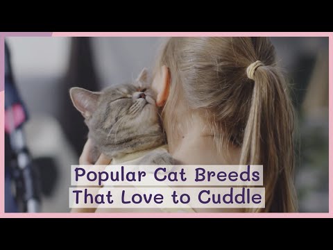 Popular Cat Breeds That Love to Cuddle