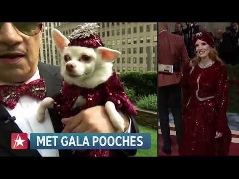 Anthony Rubio's segment on Access Hollywood - Met Gala Dogs