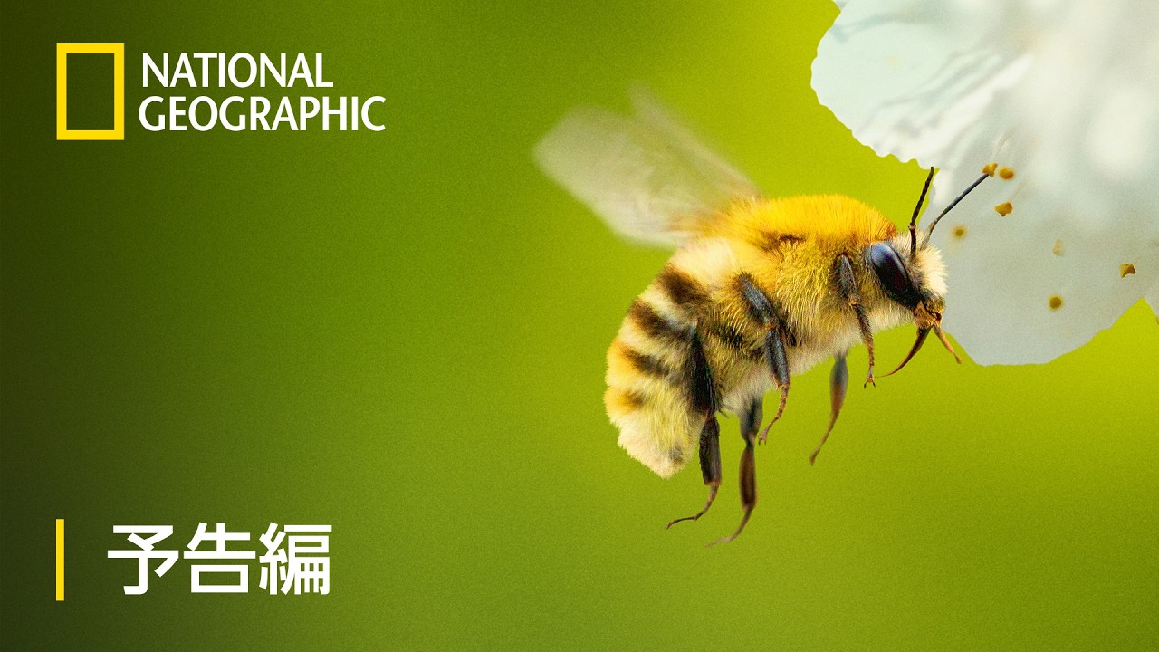 ミツバチのひみつ：自然界の小さなヒーロー – 予告編 | ナショジオ