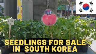 PLANTS FOR SALE IN KOREA | HOW KOREANS SELL VEGETABLE SEEDLINGS