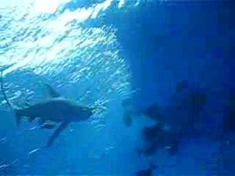 Oceanic White Tip
