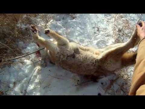 Охота на койотов (луговой волк) петлями