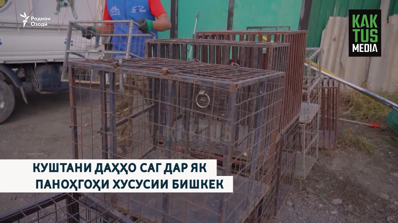 Куштани даҳҳо саг дар як паноҳгоҳи хусусии Бишкек