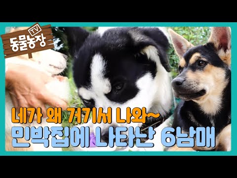 , title : '네가 왜 거기서 나와~♬ 민박집에 나타난 ‘질풍노도 6남매’ I TV동물농장 (Animal Farm) | SBS Story'