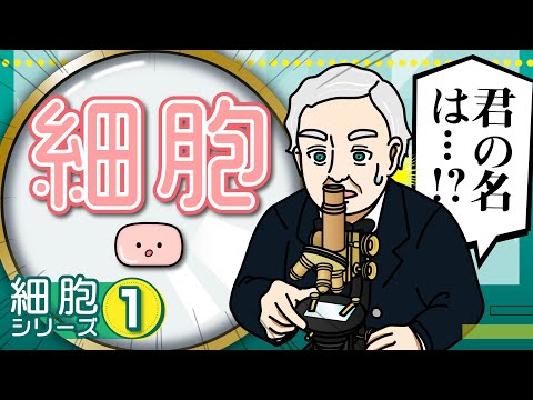 ピンノテリ科について詳しく解説