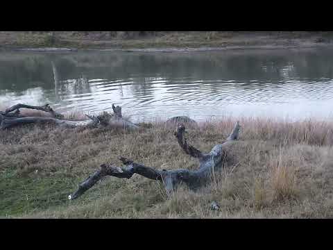 Djuma: Monitor Lizard swimming and Hippo getting active before leaving - 17:33 - 08/06/2023