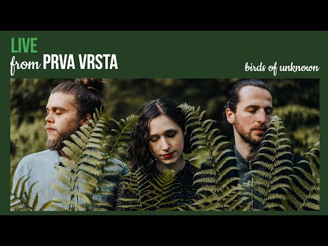 birds of unknown - Why so fast? (live from Prva Vrsta)