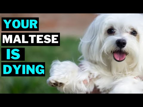 10 Common Mistakes That Can Shorten Your Maltese Dog Life