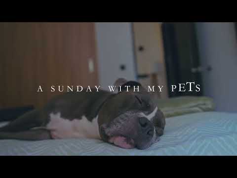 A Sunday Afternoon with my Pets | By Nithya Suresh