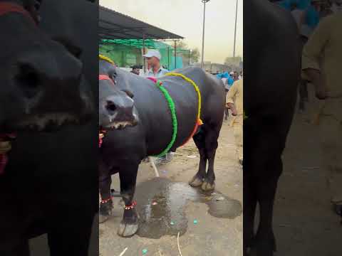 15 lakh ka katra 😱#ghazipur mandi #delhi sabse mehenga bhehesa