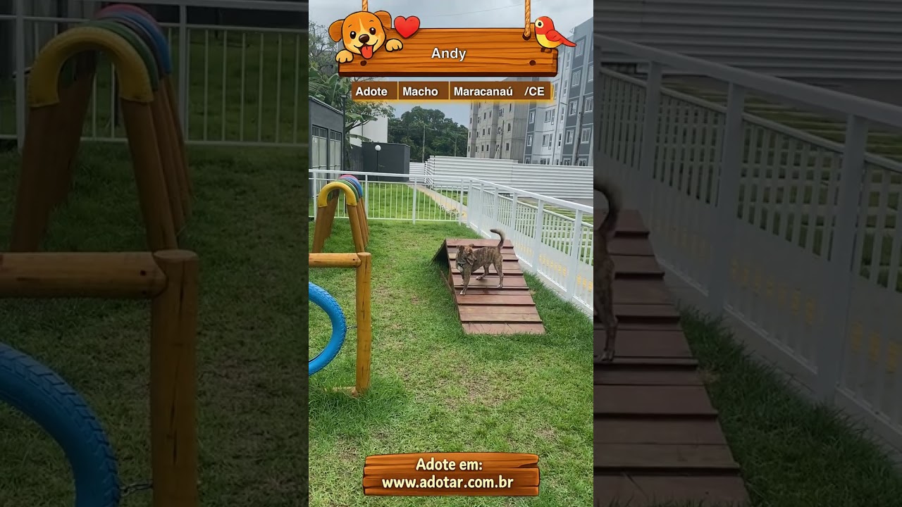 Cachorro raça SRD-ViraLata idade 1 ano nome Andy