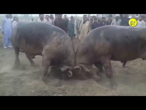 Bull fight || Sakhi badshah VS Darwesh || 3 time winner Chota  || Sakhi badshah | Sakhi badshah bull