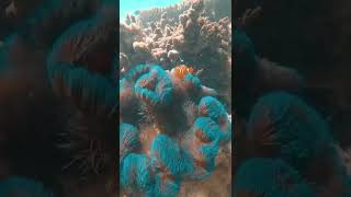 フランクランド諸島　ケアンズから行ける無人島　Frankland Islands Cairns Australia