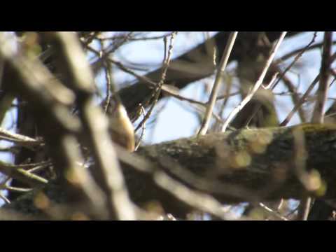 Kowalik, 02 04 2016 r , stawy Komorów