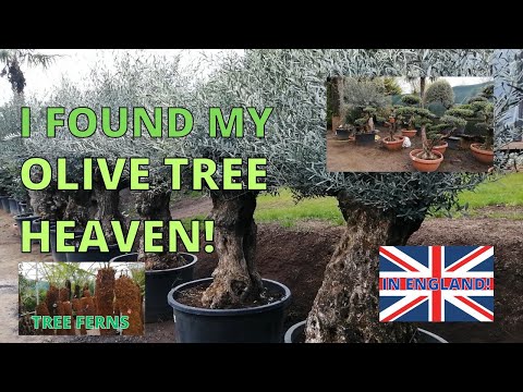 I found my OLIVE TREE HEAVEN in England. Nobridge Nurseries.