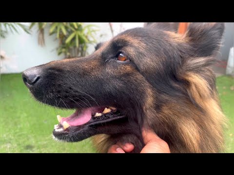 Just a normal day with Austi 🐶 @muditamarnath