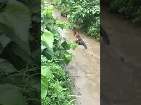 ഇന്ത്യൻ താറാവിന് മുൻപിൽ ജർമ്മൻ നായ ശശി ആയി